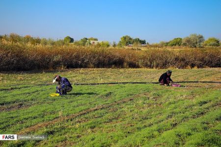  اخباراقتصادی ,خبرهای اقتصادی, زعفران