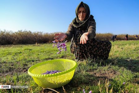  اخباراقتصادی ,خبرهای اقتصادی, زعفران