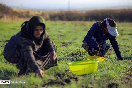  اخباراقتصادی ,خبرهای اقتصادی, زعفران