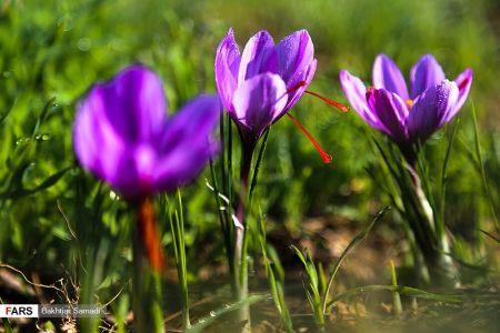 اخباراقتصادی ,خبرهای اقتصادی , زعفران اخباراقتصادی ,خبرهای اقتصادی, زعفران