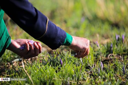 اخباراقتصادی ,خبرهای اقتصادی , زعفران اخباراقتصادی ,خبرهای اقتصادی, زعفران