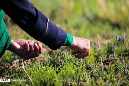  اخباراقتصادی ,خبرهای اقتصادی, زعفران