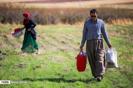  اخباراقتصادی ,خبرهای اقتصادی, زعفران