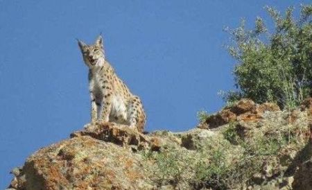 اخبار علمی,خبرهای علمی ,سیاهگوش اخبار علمی ,خبرهای علمی,سیاهگوش