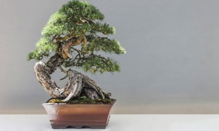 اخبارگوناگون,خبرهای گوناگون , قدیمیترین درخت بونسای اخبارگوناگون,خبرهای گوناگون , قدیمیترین درخت بونسای