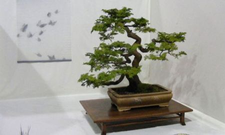 اخبارگوناگون,خبرهای گوناگون , قدیمیترین درخت بونسای اخبارگوناگون,خبرهای گوناگون , قدیمیترین درخت بونسای