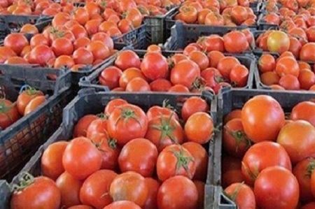 اخباراقتصادی ,خبرهای اقتصادی , گوجه فرنگی اخباراقتصادی ,خبرهای اقتصادی, گوجه فرنگی