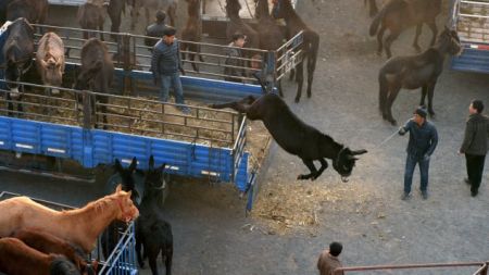 اخبار,اخبارگوناگون,همبرگرگوشت الاغ اخبار,اخبارگوناگون,همبرگرگوشت الاغ