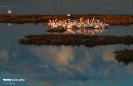اخبار,انعکاس,حیات وحش اخبار,انعکاس,حیات وحش