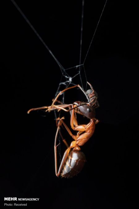 اخبار,اخبارگوناگون, برندگان مسابقه عکاسی انجمن اکولوژی انگلیس