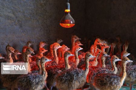 اخبار,عکس خبری,پرورش شتر مرغ اخبار,عکس خبری,پرورش شتر مرغ