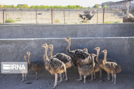 اخبار,عکس خبری,پرورش شتر مرغ