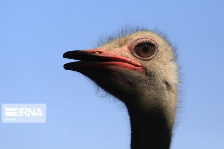 اخبار,عکس خبری,پرورش شتر مرغ اخبار,عکس خبری,پرورش شتر مرغ
