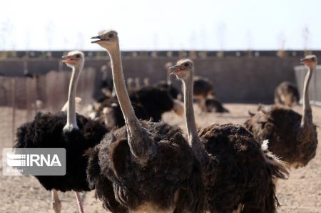 اخبار,عکس خبری,پرورش شتر مرغ اخبار,عکس خبری,پرورش شتر مرغ