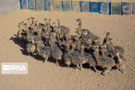 اخبار,عکس خبری,پرورش شتر مرغ اخبار,عکس خبری,پرورش شتر مرغ