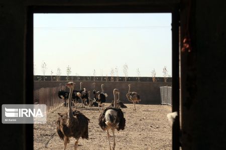 اخبار,عکس خبری,پرورش شتر مرغ اخبار,عکس خبری,پرورش شتر مرغ