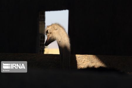 اخبار,عکس خبری,پرورش شتر مرغ اخبار,عکس خبری,پرورش شتر مرغ