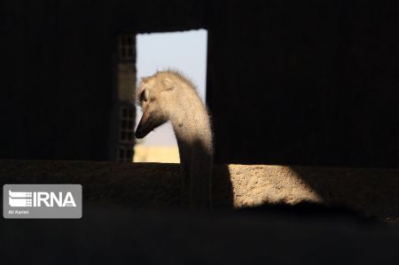 اخبار,عکس خبری,پرورش شتر مرغ