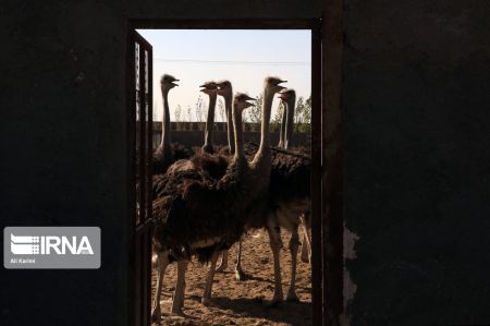 اخبار,عکس خبری,پرورش شتر مرغ اخبار,عکس خبری,پرورش شتر مرغ