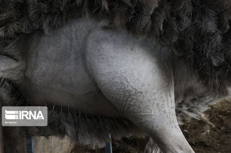 اخبار,عکس خبری,پرورش شتر مرغ اخبار,عکس خبری,پرورش شتر مرغ