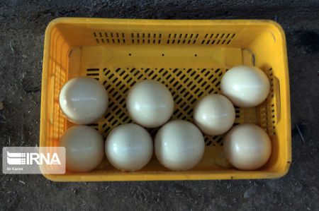 اخبار,عکس خبری,پرورش شتر مرغ اخبار,عکس خبری,پرورش شتر مرغ