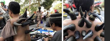 اخبار,اخبار گوناگون,حجامت با شاخ گاو اخبار,اخبار گوناگون,حجامت با شاخ گاو