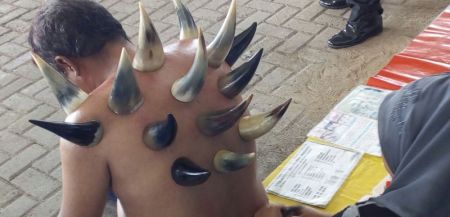 اخبار,اخبار گوناگون,حجامت با شاخ گاو اخبار,اخبار گوناگون,حجامت با شاخ گاو