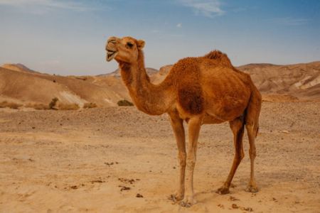 اخبار,اخبار گوناگون,جنگ هایی با دلایل احمقانه