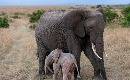 اخبار,اخبار گوناگون,تولد یک فیل صورتی در کنیا