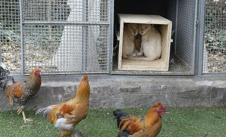 اخبار,اخبار اجتماعی,شیرهای نادر آفریقایی در قفس مرغ و خروس اخبار,اخبار اجتماعی,شیرهای نادر آفریقایی در قفس مرغ و خروس