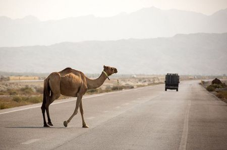 اخبار,اخبار اجتماعی,شترهای سرگردان در هرمزگان