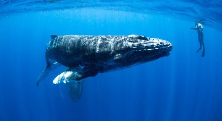 اخبار,اخبار گوناگون,شنای یک غواص کنار نهنگ‌های گوژپشت