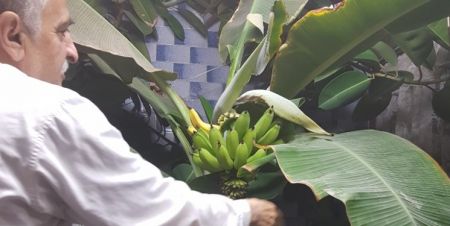 اخبار علمی,خبرهای علمی ,پوست موز اخبار علمی ,خبرهای علمی,پوست موز