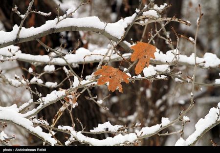  اخبار اجتماعی ,خبرهای اجتماعی, هواشناسی