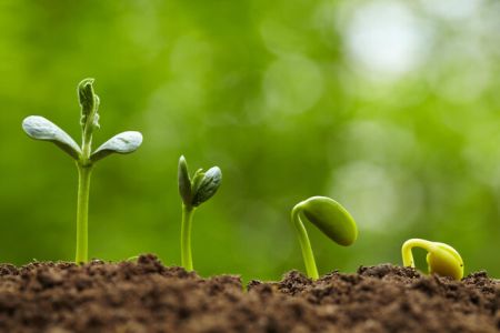 اخبار علمی,خبرهای علمی ,گیاهان اخبار علمی ,خبرهای علمی,گیاهان