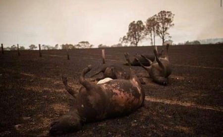 اخبار,اخبارحوادث,صحنه‌های دردناک سوختن کانگروها، کوآلاها و دیگر حیوانات در جنگل‌های استرالیا