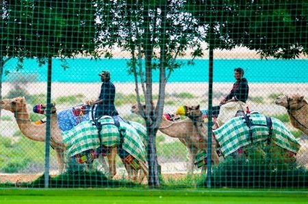 اخبار,اخبارگوناگون,شترهای فوتبالدوست