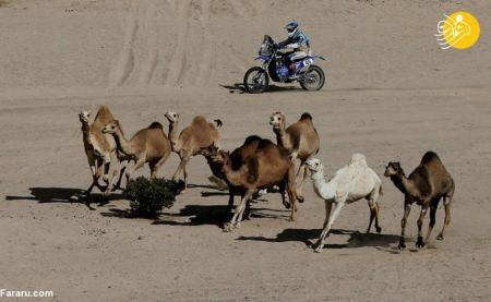 اخبار,عکس خبری, رقابتهای رالی داکار ۲۰۲۰ در صحرای عربستان اخبار,عکس خبری, رقابتهای رالی داکار ۲۰۲۰ در صحرای عربستان