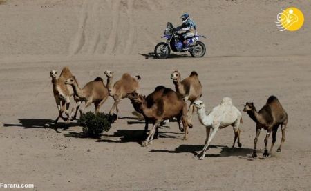 اخبار,عکس خبری, رقابت‌های رالی داکار ۲۰۲۰ در صحرای عربستان 