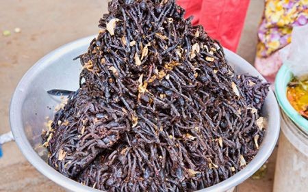 اخبار,اخبار گوناگون,۱۵ غذای عجیب و غریب از سراسر جهان اخبار,اخبار گوناگون,۱۵ غذای عجیب و غریب از سراسر جهان