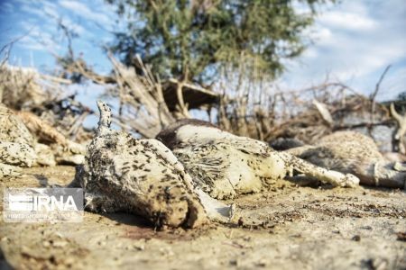 اخبار,اخبار حوادث,اتلاف احشام در سیلاب بلوچستان اخبار,اخبار حوادث,اتلاف احشام در سیلاب بلوچستان