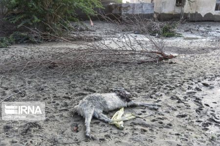 اخبار,اخبار حوادث,اتلاف احشام در سیلاب بلوچستان اخبار,اخبارحوادث,اتلاف احشام در سیلاب بلوچستان
