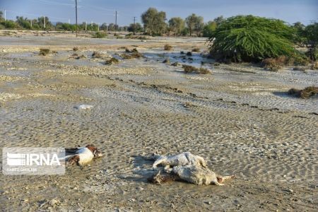 اخبار,اخبار حوادث,اتلاف احشام در سیلاب بلوچستان اخبار,اخبارحوادث,اتلاف احشام در سیلاب بلوچستان