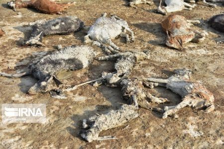 اخبار,اخبار حوادث,اتلاف احشام در سیلاب بلوچستان اخبار,اخبارحوادث,اتلاف احشام در سیلاب بلوچستان