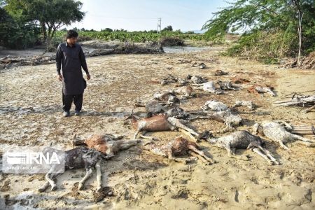 اخبار,اخبار حوادث,اتلاف احشام در سیلاب بلوچستان اخبار,اخبارحوادث,اتلاف احشام در سیلاب بلوچستان