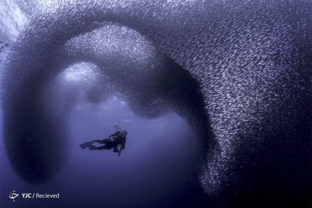 اخبار,انعکاس,برندگان مسابقه عکس هنر اقیانوس ۲۰۱۹ برندگان مسابقه عکس هنر اقیانوس ۲۰۱۹
