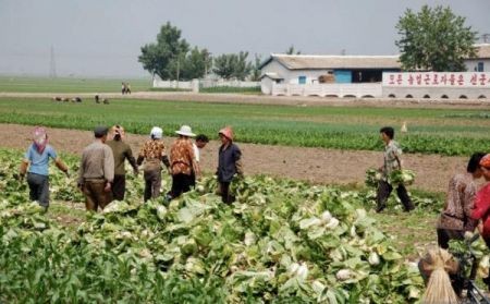 اخبار,اخبار گوناگون,تولید کود طبیعی در کره‌شمالی