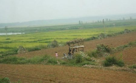 اخبار,اخبار گوناگون,تولید کود طبیعی در کره‌شمالی