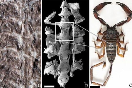 اخبار,اخبار گوناگون,فسیل ۴۳۷ میلیون ساله یک عقرب