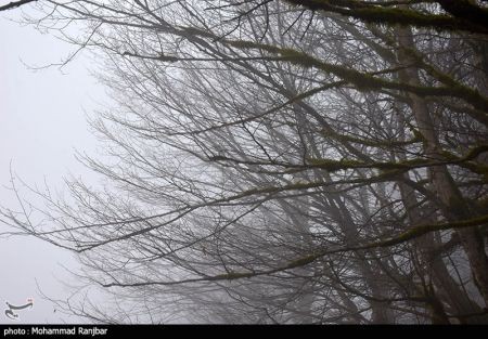 اخبار,انعکاس,یک روز زمستانی در طبعیت سیاهکل